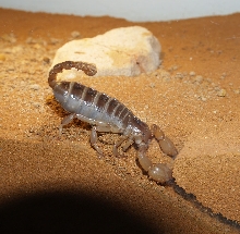 U. Yaschenkoi digging